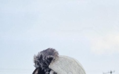 今夜有戏张绍刚